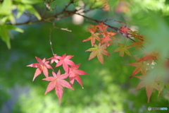 紅葉