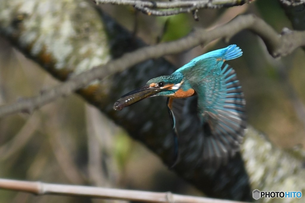 お持ち帰り・・・
