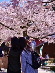 新庄村がいせん桜・綺麗だね^^