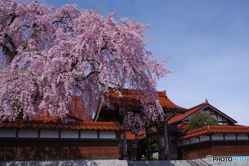 鳥取県倉吉市 極楽寺 枝垂れ桜 ２