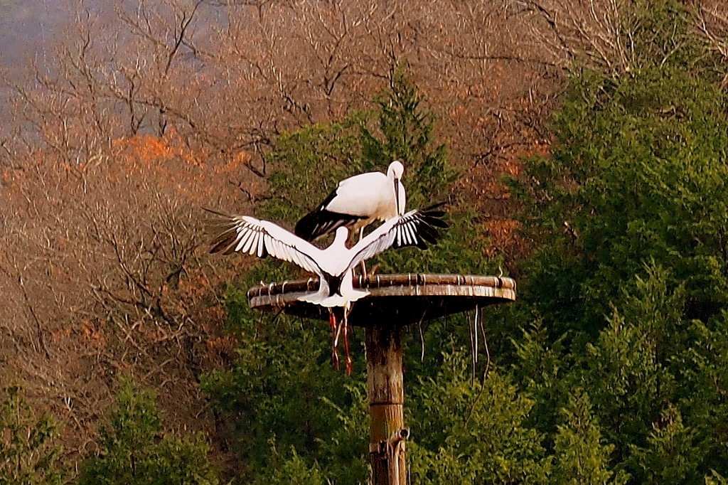 コウノトリ⑤