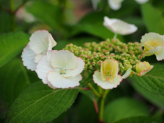 紫陽花