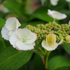 紫陽花
