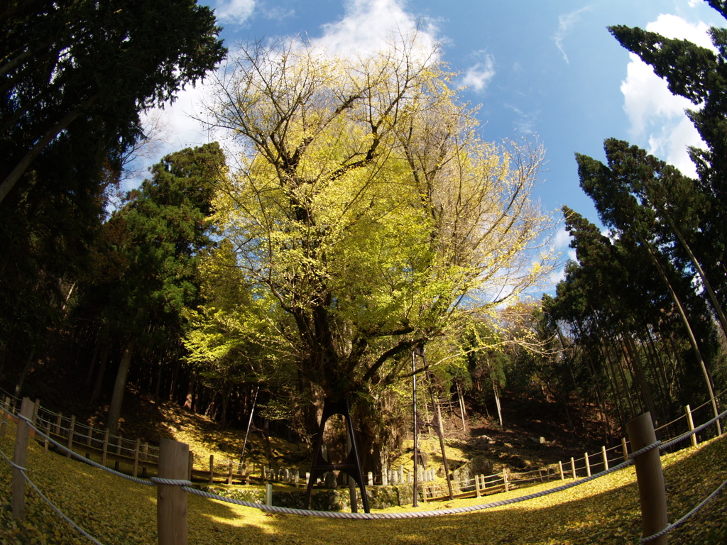 菩提寺の大イチョウ③