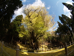 菩提寺の大イチョウ③