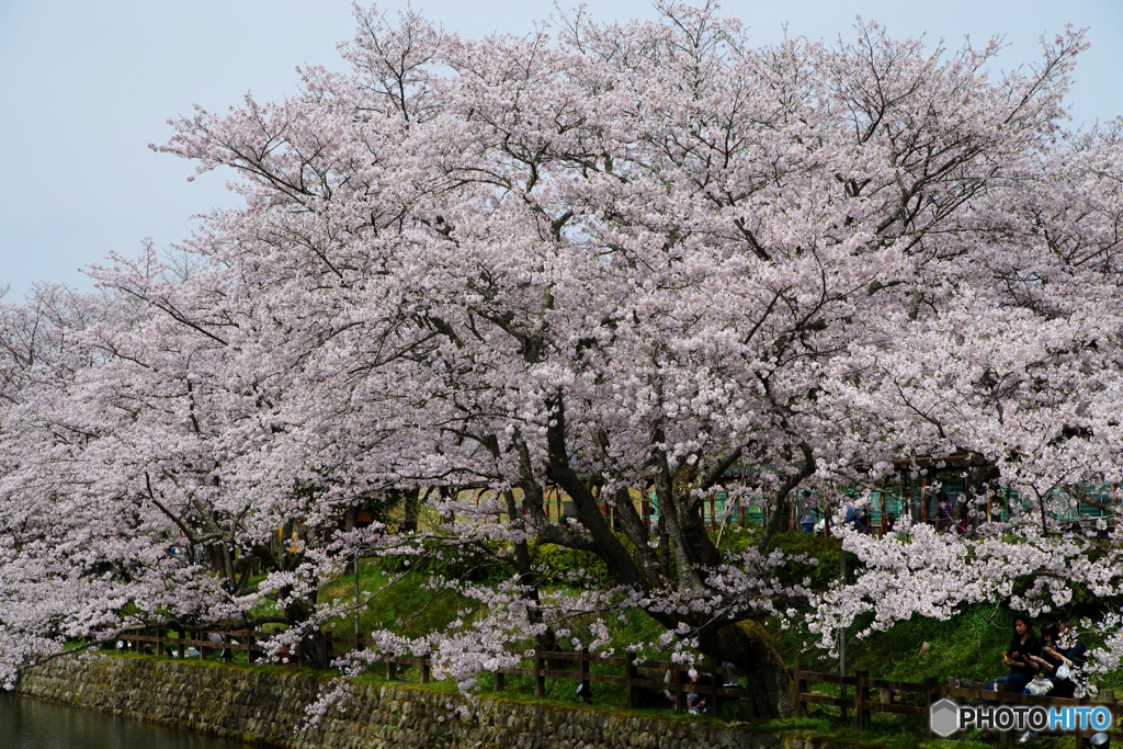 鳥取県 鳥取市 鹿野城跡 桜 2