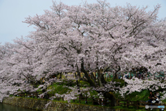 鳥取県 鳥取市 鹿野城跡 桜 2