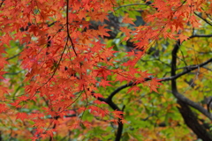紅葉６