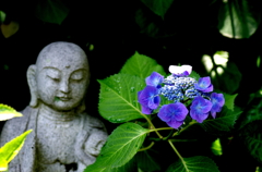 安養寺・紫陽花⑰