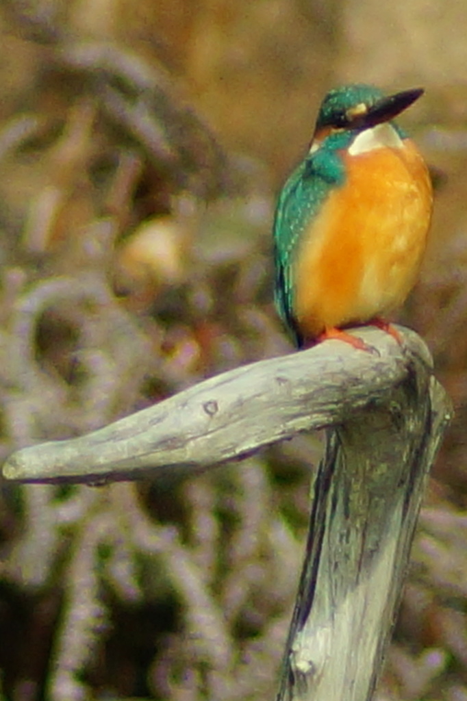 DSC01006-001