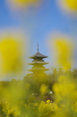 備中国分寺と菜の花畑