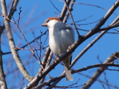 カワラヒワ②