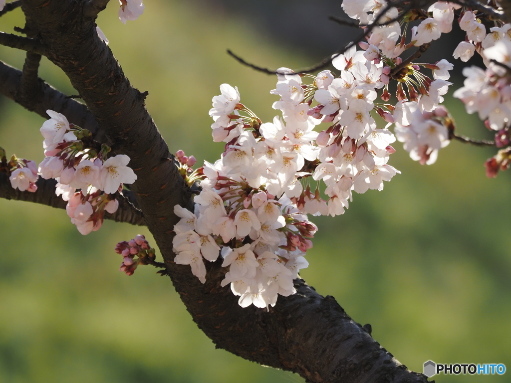 桜