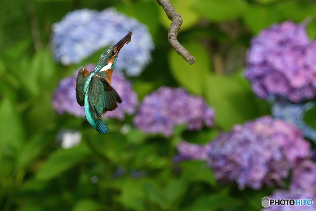 紫陽花と・・・3