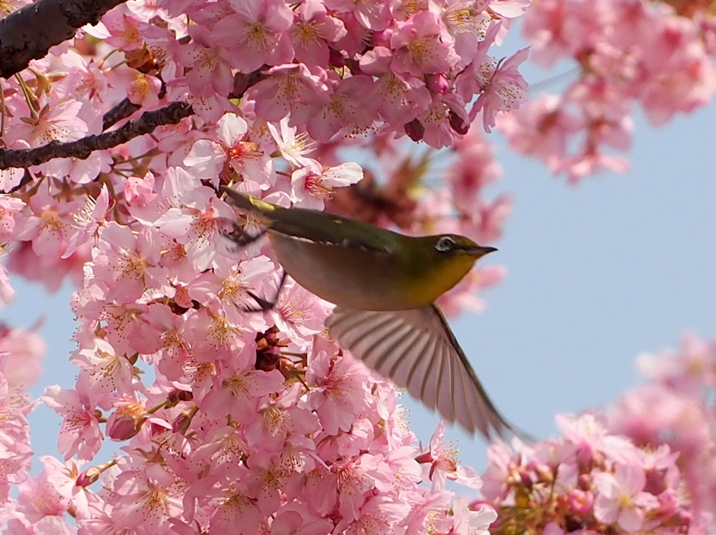 メジロと河津桜⑤