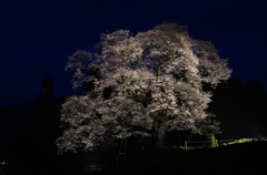 小奴可の要害桜②