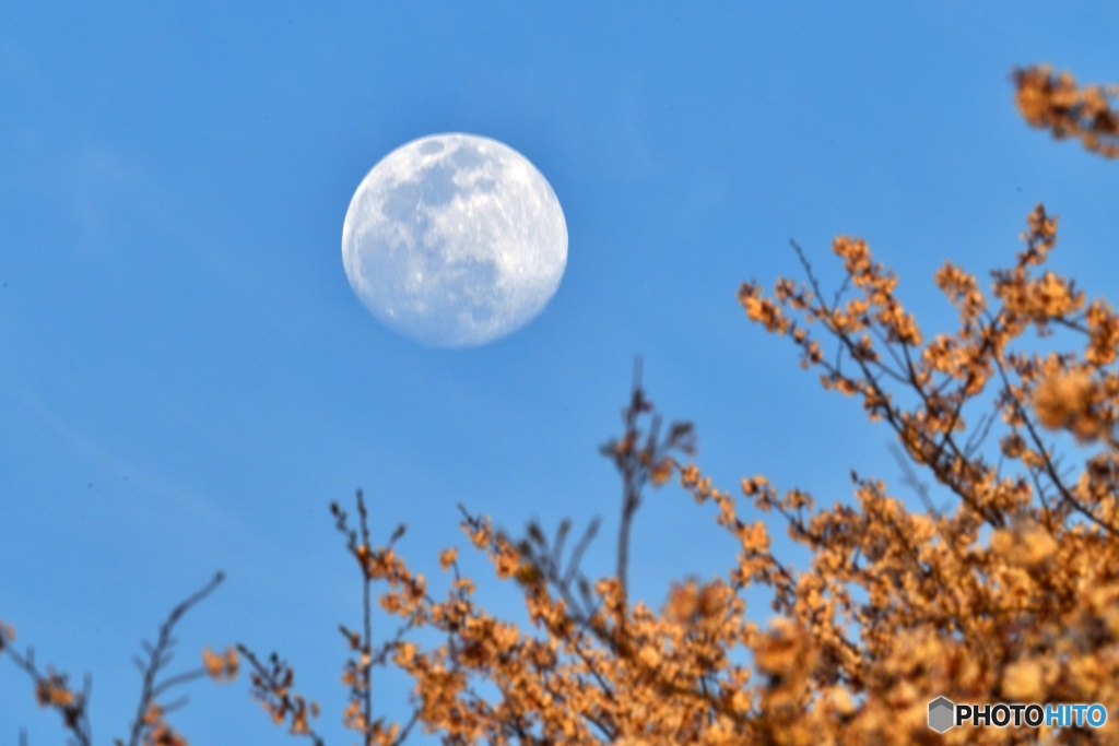 青空月桜