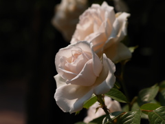 P5106556