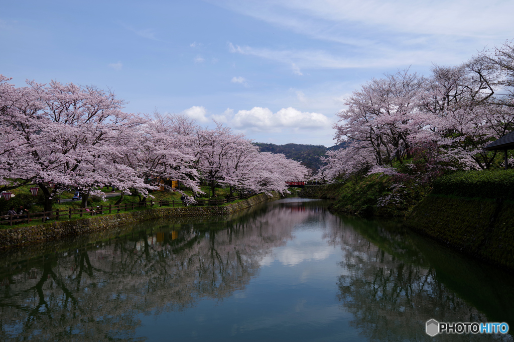 鳥取県 鳥取市 鹿野城跡 桜