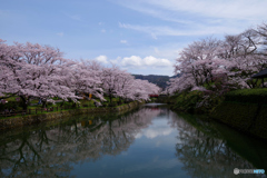 鳥取県 鳥取市 鹿野城跡 桜