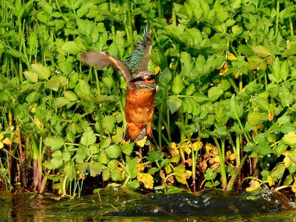 DSC_4704