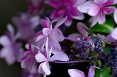 安養寺・紫陽花⑨