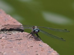 P5300135