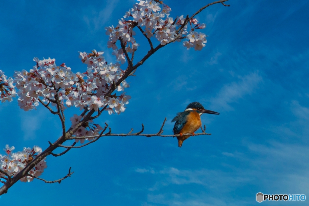 青空翡翠桜