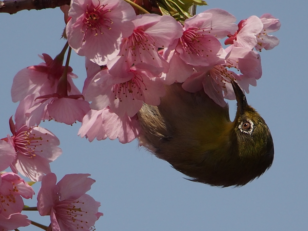 メジロと河津桜③