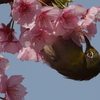 メジロと河津桜③