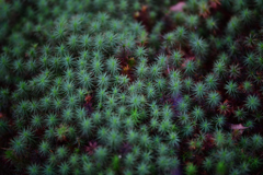 サボテン・・・？？