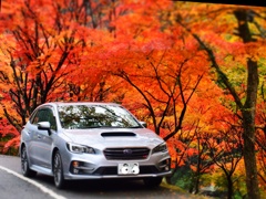 紅葉４