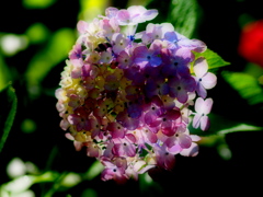 P6210025
