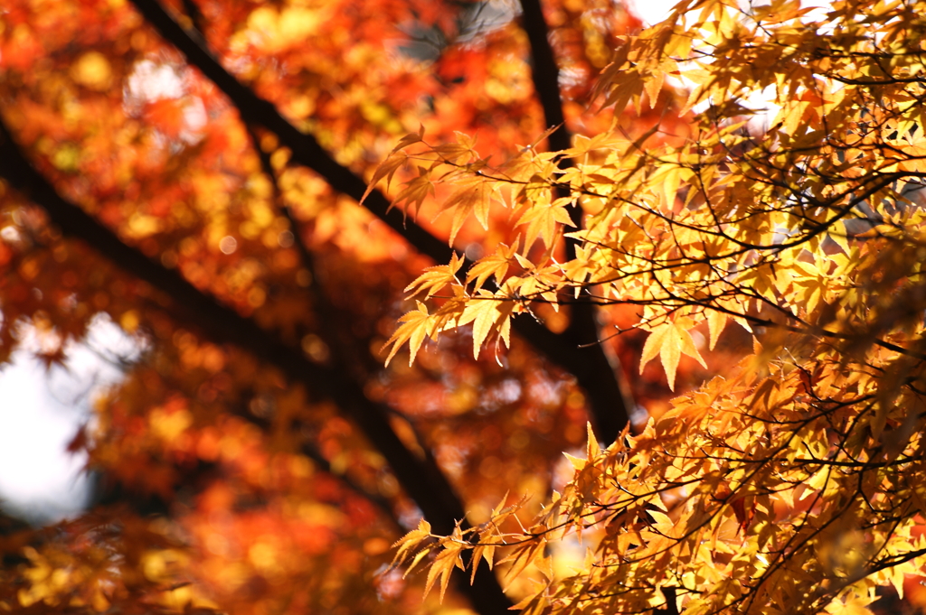紅葉９