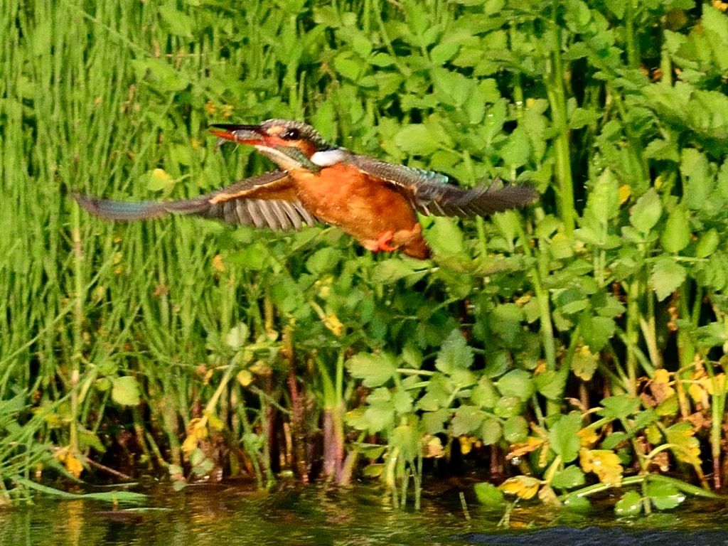DSC_4705