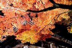 井山宝福寺・ライトアップ④