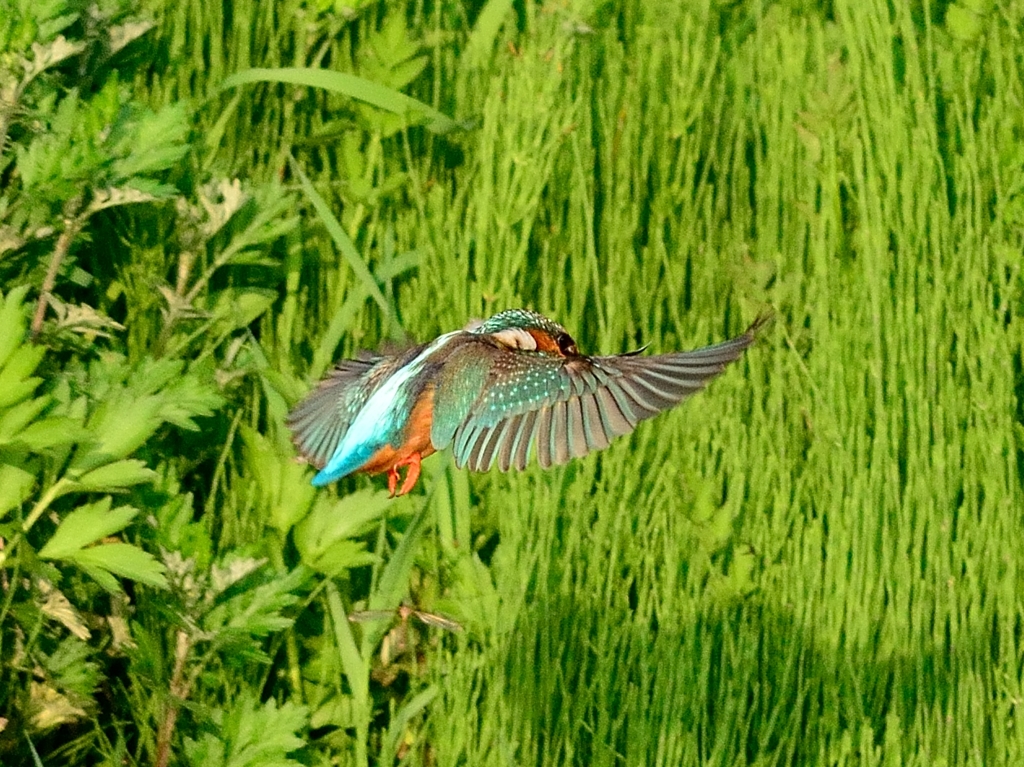 DSC_4701