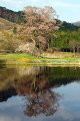 千鳥別尺のヤマザクラ