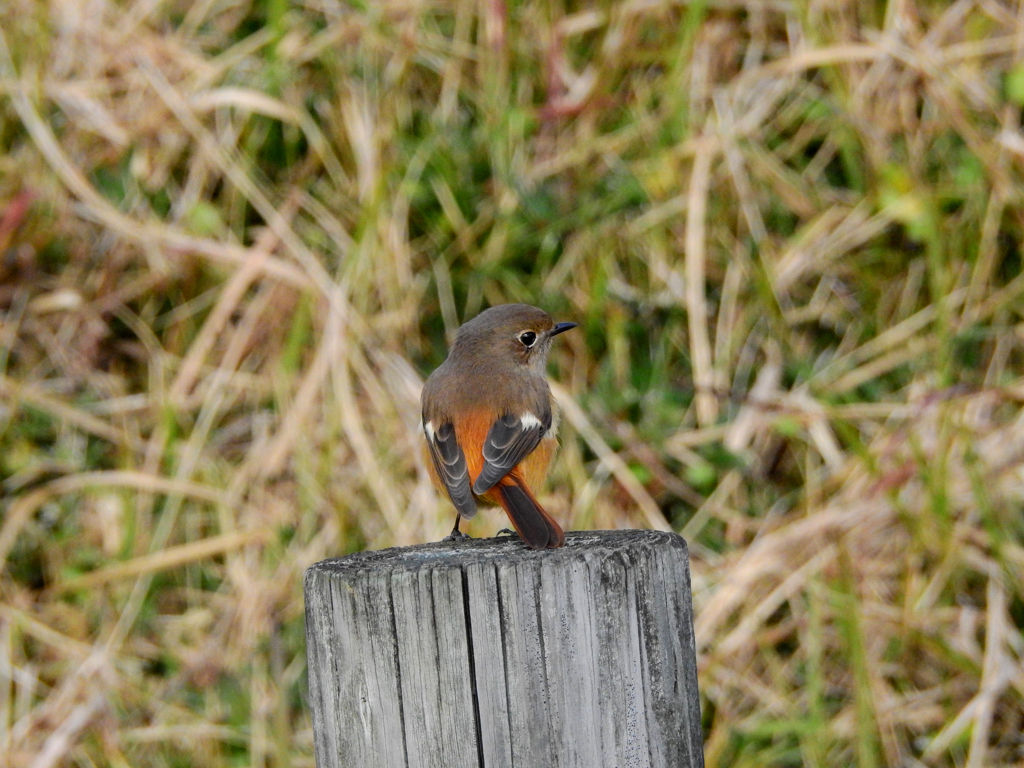 ジョウビタキ♀