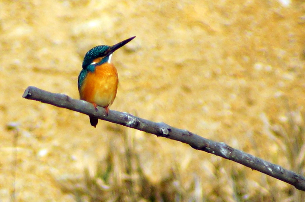 DSC01021-1