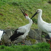 コウノトリの郷公園③