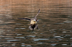 IMGP1629-1