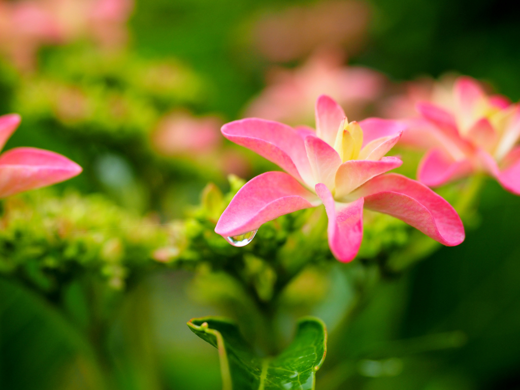 紫陽花