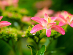 紫陽花