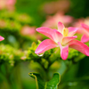紫陽花