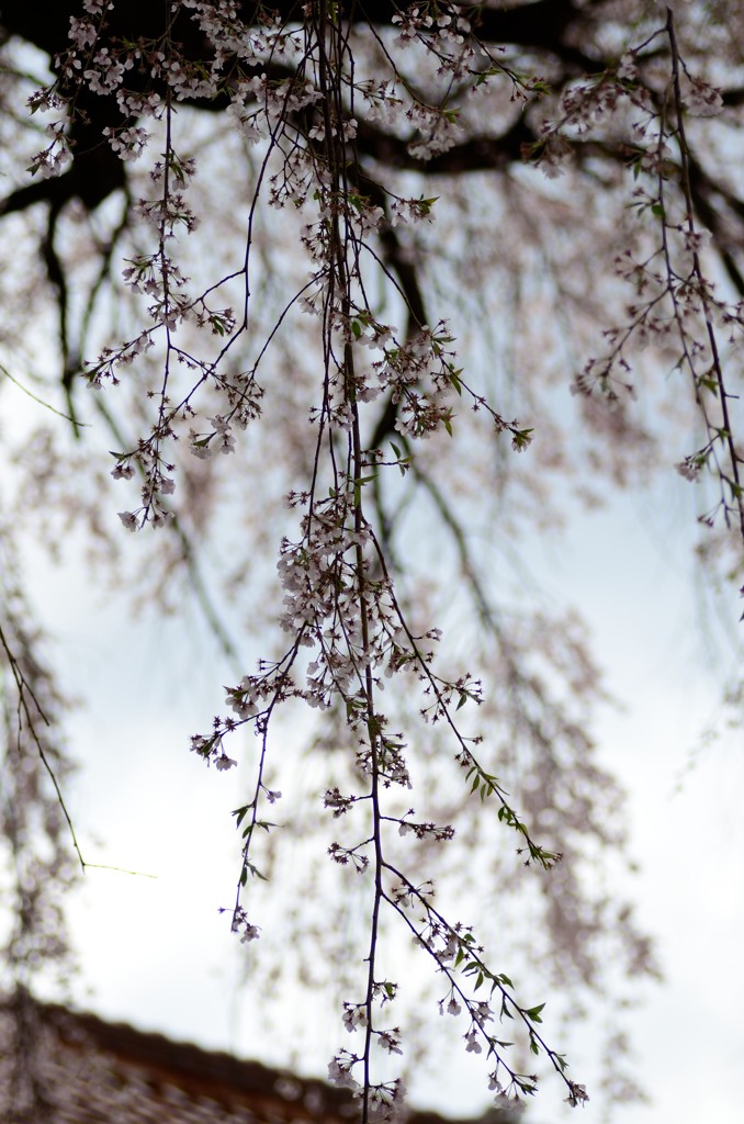 極楽寺・枝垂桜④