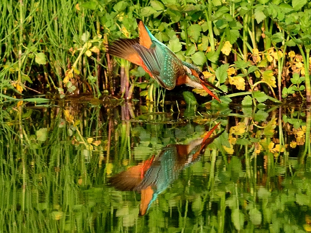 DSC_4702