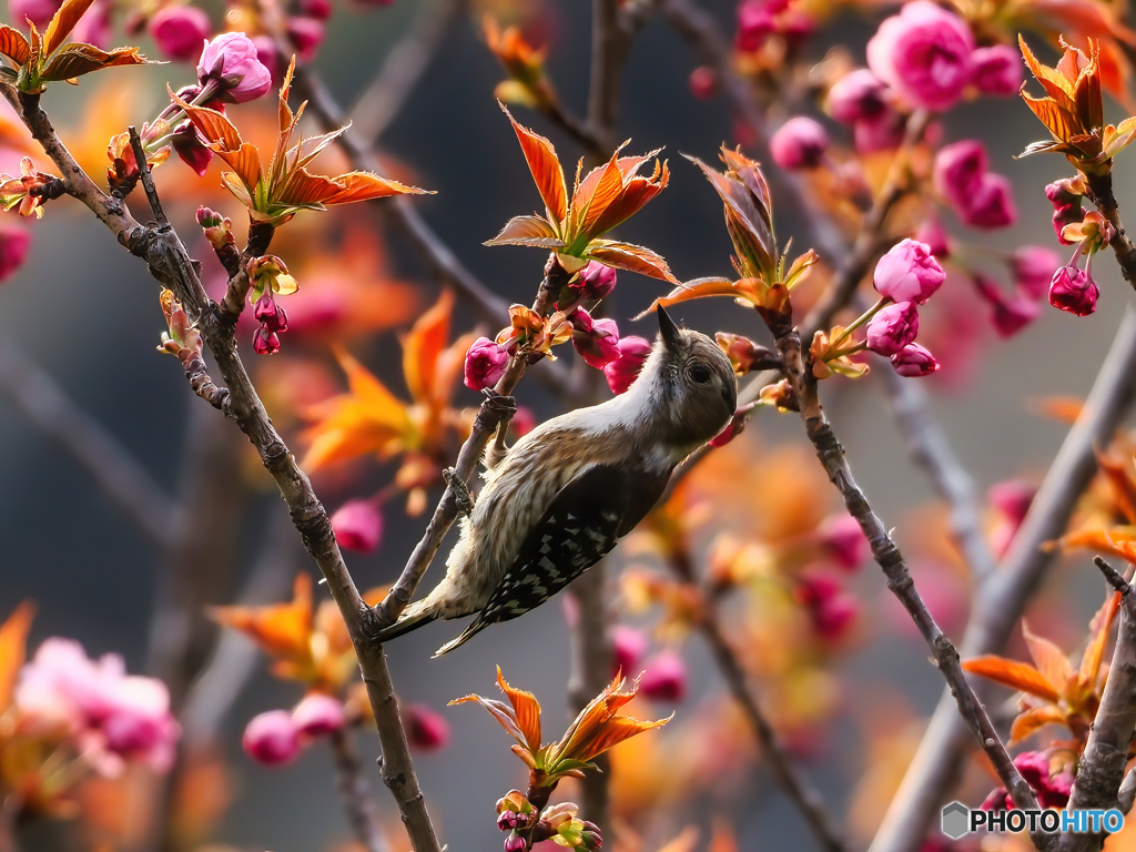 八重桜が咲きだしたよ