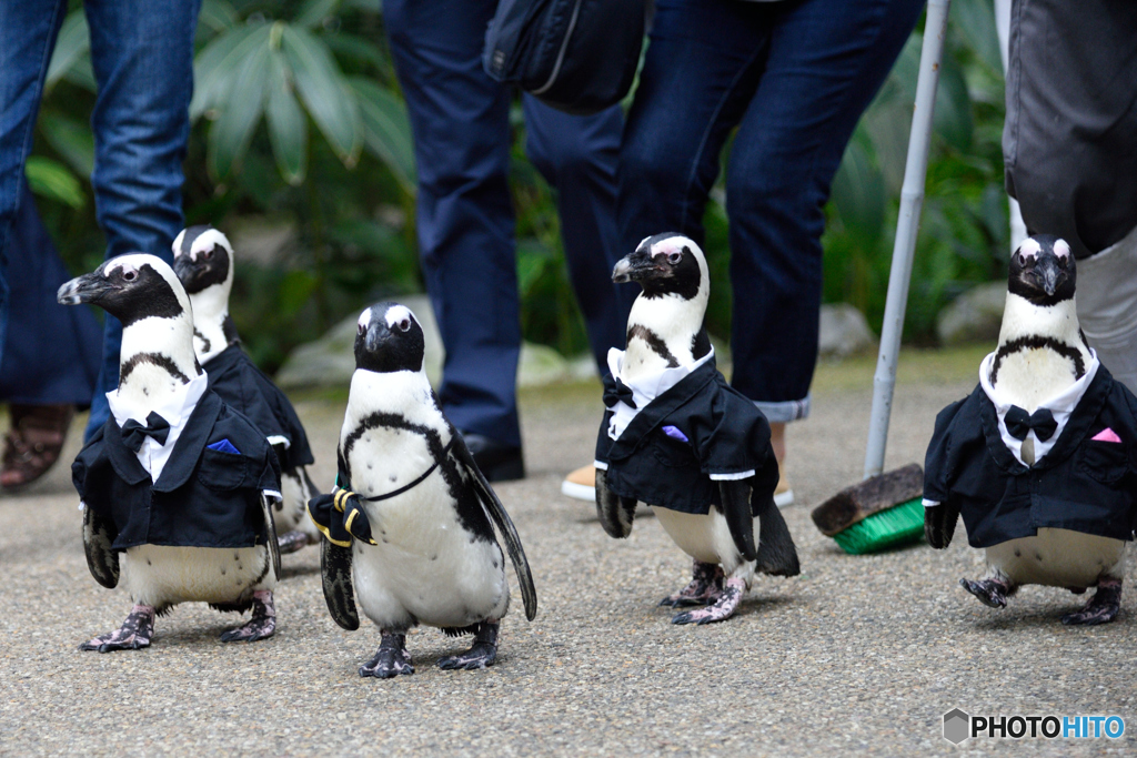ペンギン