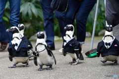 ペンギン